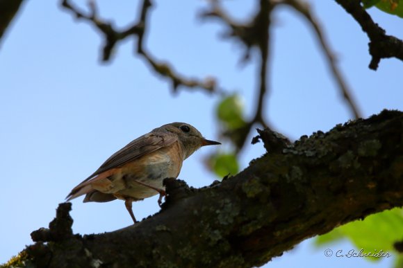 Rougequeue à front blanc